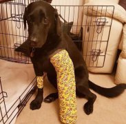 英國推出“安慰寵物”出租服務