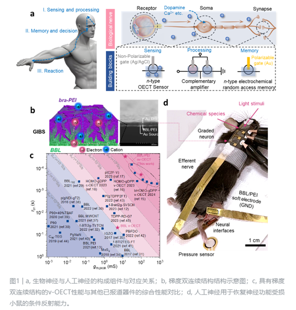 中國(guó)開(kāi)發(fā)出高性能人工神經(jīng)：腦機(jī)接口新突破