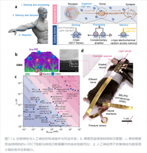 中國開發(fā)出高性能人工神經(jīng)：腦機(jī)接口新突破